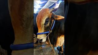 Big Cow  বড় গরু shorts গরু cow qurbanicollection agro goru youtubeshorts viralvideo [upl. by Thanos]