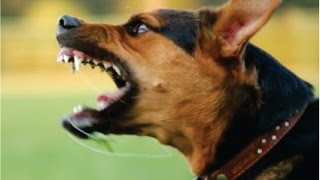 DOG SOUNDS Angry Dog Bark and Growl [upl. by Anitnas]