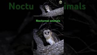 Nocturnal animals of the wild shorts trending trendingshorts animals [upl. by Idnak]