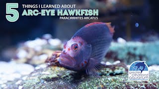 5 Things I Learned About ArcEye Hawkfish cleaquarium [upl. by Arteid]