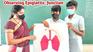 Epiglottis working model  Epiglottis function  Epiglottis model  Epiglottis [upl. by Bord]