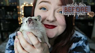 10 Things You Need To Know Before Buying A Hedgehog [upl. by Kegan117]