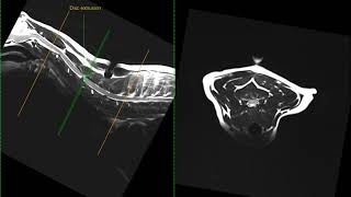 Canine Cervical IVDD MRI [upl. by Mueller729]