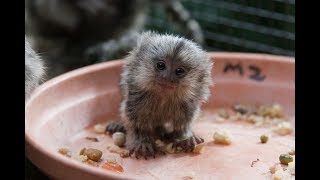 Cute Monkeys Part 45  Free and happy time with Funny Baby Pygmy Marmoset Finger Monkey 2018 [upl. by Latsyk76]