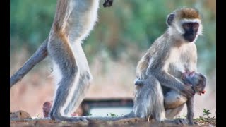 🐒 Vervet Mum Feeds Her Babu In Brief Glimpse 🐒 [upl. by Wattenberg]