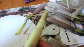 Harvesting and Preparing Bamboo Free NonGMO Food 1 [upl. by Niarfe]