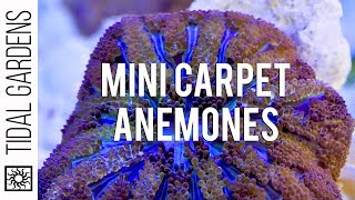 Mini Maxi Carpet Anemone Propagation [upl. by Merissa]