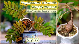 How to grow Phyllanthus Mirabilis caudex plant a simple bonsai that dont need to bend or prune [upl. by Melborn]