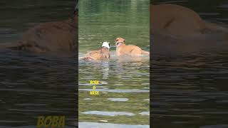 Boba amp Nash Hangin’ in the River 🐾💦 americanbulldog goldenlabrador pets dogs nature friends [upl. by Rains]