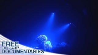 The Spectacular Underwater World of Coral Reefs [upl. by Wandis122]