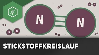 Stickstoffkreislauf einfach erklärt  Stoffkreisläufe 1 [upl. by Ralston]