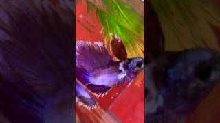 Red Betta Fish Transformation  Dull to Vibrant in Minutes [upl. by Elyrad221]