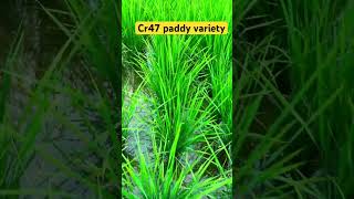 Cr 47 paddy variety agriculture paddfarming paddy [upl. by Gonroff]