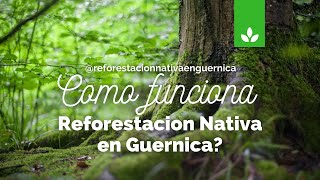 💚🖐️✨COMO FUNCIONA Reforestación Nativa en Guernica [upl. by Habeh]