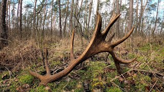 Zrzuty 2024 11  20STAK KAPITALNY 35kg ZHODY ANTLERS HIRSCH JELENI antlers zrzuty [upl. by Nakada]