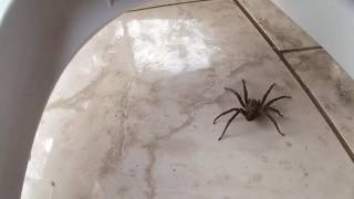 Captura de armadeira Phoneutria  brazilian wandering spider [upl. by Llimaj532]