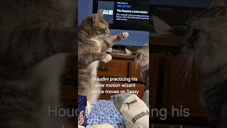 Houdini practicing his slow motion wizard dance moves on Sassy🎩🪄🐈🐈‍⬛fun magic cat wizard dance [upl. by Annora]