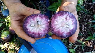 EP21 El caimito morado Chrysophyllum cainito  Cosechando de un árbol gigante junto a David [upl. by Ainessey]