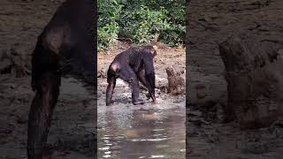 Such a smart chimp monkey cuteanimals wildlife chimpanzee [upl. by Yrod]