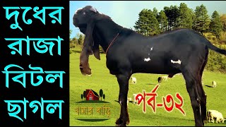 বিটল জাতের ছাগলকে কেন দুধের রাজা বলা হয়  খামার বাড়ি Khamar Bari পর্ব৩২ [upl. by Ardnasxela]