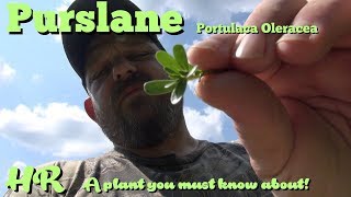 ⟹ PURSLANE  Portulaca oleracea  another plant to know about survival food [upl. by Acilejna326]