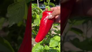 Red Chillies Harvesting 🌶 garden chilies shorts short [upl. by Leasia]