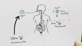 Entamoeba histolytica life cycle  hindi   Amoebic dysentry  parasitic protozoan [upl. by Atiral]