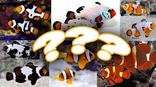 PAIRING CLOWNFISH MY OPTIONS [upl. by Lerat]