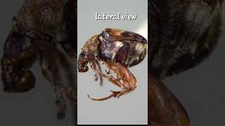 callosobruchus chinensisstorepulsebeetlecowpeabeetlepest [upl. by Anica726]