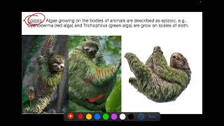 Lecture 1  Algae class 11 plant kingdom Chlorophyceae  Rhodophyceae  Phaeophyceae [upl. by Elvis187]