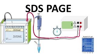 SDS PAGE  How does it works [upl. by Wichman]