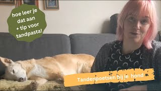 Tandenpoetsen bij je hond hoe en waarom doe je dat [upl. by Holofernes639]