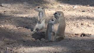 Baby Round Tailed Ground Squirrels  May 17 2024 [upl. by Ynelram]