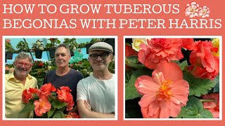 How to grow amp propagate Tuberous Begonias with expert Peter Harris [upl. by Ydisahc427]