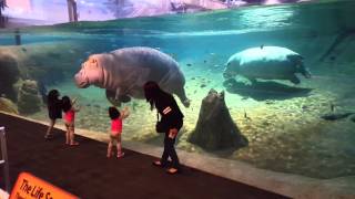 Hippo at Adventure Aquarium  Camden NJ [upl. by Jackson]