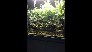 60 Day Aquaterrarium update [upl. by Trescha686]