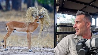 Best LION and WILDLIFE SAFARI  Ive Never Seen This Before  The Lion Whisperer [upl. by Artimed825]