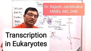 Transcription in Eukaryotes  Initiation and Elongation  हिंदी में [upl. by Xuaeb]