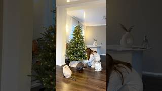 Wie dekoriert ihr🎄🎅🏼 katzenmama katze [upl. by Aniweta]