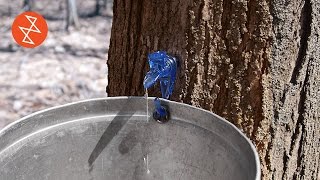 Making Maple Syrup  Où se trouve Garland Sugar Shack [upl. by Henrique]