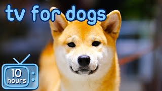 TV for Dogs 🐶  Prevent Boredom and Anxiety with Movies for Dogs  Relaxing Music [upl. by Llevron]