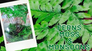 Ferns Moss and Monsoons  Fern amp Moss terrarium [upl. by Ruffin465]