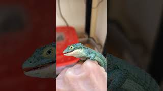 Actualización y alimentación abronia abronia mexicanalligatorlizard lagarto reptiles exotic [upl. by Amsirak178]