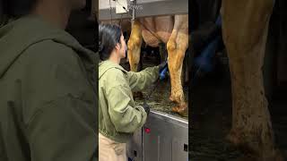 Modern Milking System 🥛 Pretty Girls amp Big Cows 🐄🐮 farming dairy howto work farmer girl milk [upl. by Eittocs]