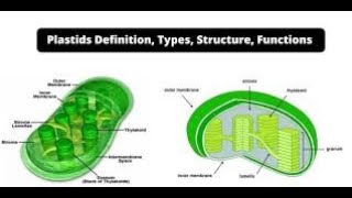 Plastids Types Structure and Function Lecture2Part14Biological World🐛🍀 [upl. by Akehsay]