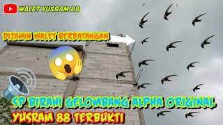 SP BIRAHI GELOMBANG ALPHA ORIGINAL YUSRAM 88 [upl. by Asiul]