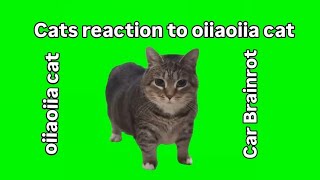 Cats reaction to oiiaoiia cat  oiiaoiia cat  Cat Brainrot [upl. by Seed]