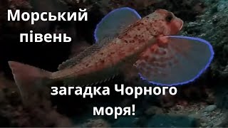 Морський півень Чорного моря унікальна риба біля берегів України [upl. by Leonteen]