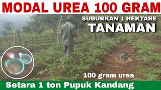 100 gram urea setara 1 ton pupuk kandang begini caranya [upl. by Anaylil608]