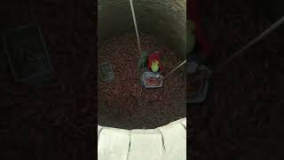 Sweet potato cellar storage process [upl. by Pinebrook]